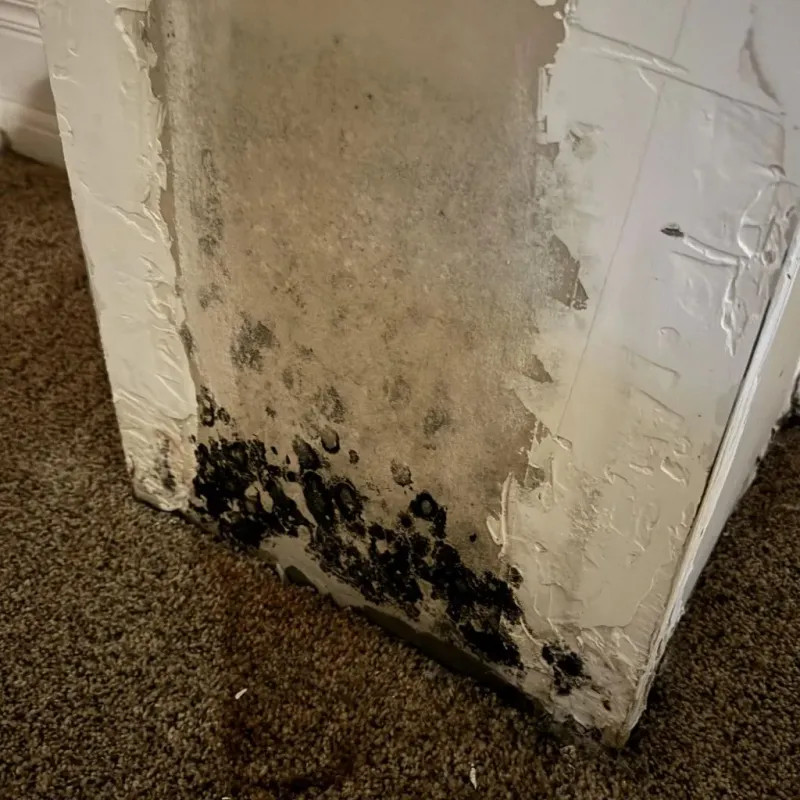 Professional Mold Removal in Edgemoor, DE